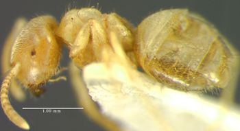 Media type: image; Entomology 30114   Aspect: habitus lateral view